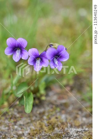 スミレの花 113640249
