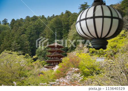 長谷寺(五重塔) 【奈良県桜井市初瀬】 長谷寺(五重塔) 【奈良県桜井市初瀬】 113640329