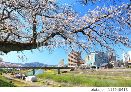 【福井県】快晴の足羽川の桜並木 【福井県】快晴の足羽川の桜並木 113640418