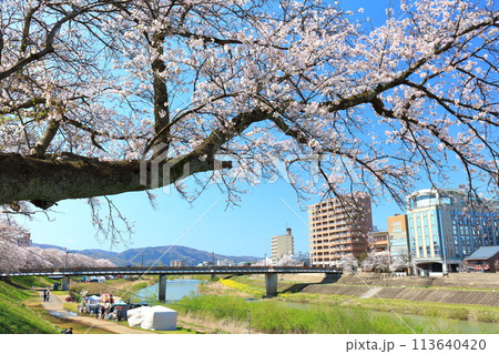 【福井県】快晴の足羽川の桜並木 【福井県】快晴の足羽川の桜並木 113640420