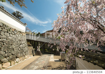 長谷寺(登廊・枝垂桜)　【奈良県桜井市初瀬】 113640504
