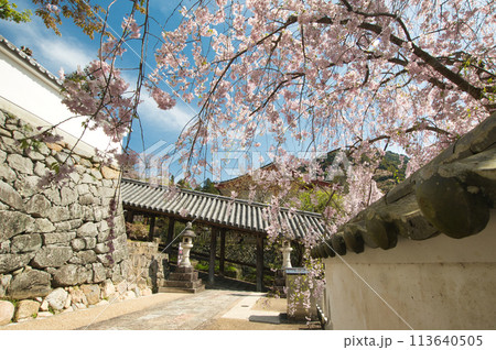 長谷寺(登廊・枝垂桜) 【奈良県桜井市初瀬】 長谷寺(登廊・枝垂桜) 【奈良県桜井市初瀬】 113640505
