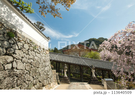 長谷寺(登廊・枝垂桜) 【奈良県桜井市初瀬】 長谷寺(登廊・枝垂桜) 【奈良県桜井市初瀬】 113640509