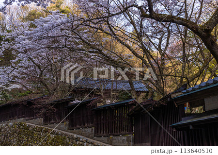 【新潟県_佐渡_金山】桜と佐渡金山 4月 【新潟県_佐渡_金山】桜と佐渡金山 4月 113640510