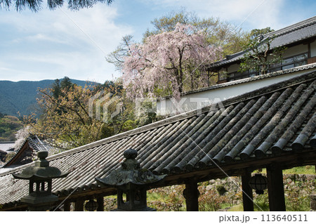 長谷寺(登廊・枝垂桜) 【奈良県桜井市初瀬】 長谷寺(登廊・枝垂桜) 【奈良県桜井市初瀬】 113640511