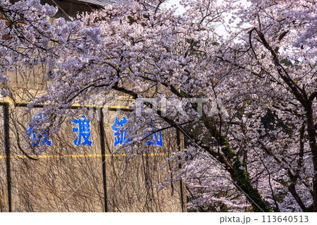【新潟県_佐渡_金山】桜と佐渡金山 4月 【新潟県_佐渡_金山】桜と佐渡金山 4月 113640513