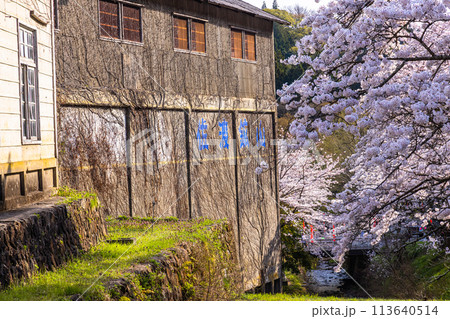 【新潟県_佐渡_金山】桜と佐渡金山 4月 【新潟県_佐渡_金山】桜と佐渡金山 4月 113640514