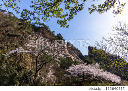 【新潟県_佐渡_金山】桜と佐渡金山 4月 【新潟県_佐渡_金山】桜と佐渡金山 4月 113640515