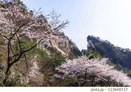 【新潟県_佐渡_金山】桜と佐渡金山 　4月 113640517