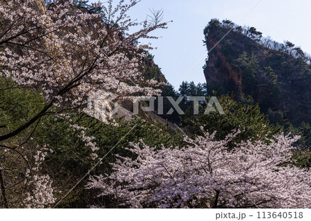 【新潟県_佐渡_金山】桜と佐渡金山 　4月 113640518