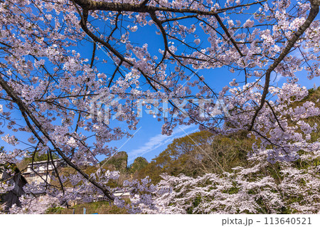【新潟県_佐渡_金山】桜と佐渡金山 　4月 113640521