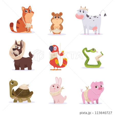 Sick animals. Damaged body of domestic pets after surgery exact vector animals dogs and cats Sick animals. Damaged body of domestic pets after surgery exact vector animals dogs and cats 113640727
