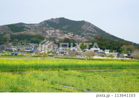 6665　春の日和田山 113641103