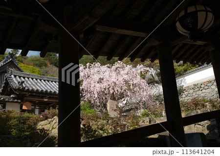 長谷寺(登廊・桜) 【奈良県桜井市初瀬】 長谷寺(登廊・桜) 【奈良県桜井市初瀬】 113641204