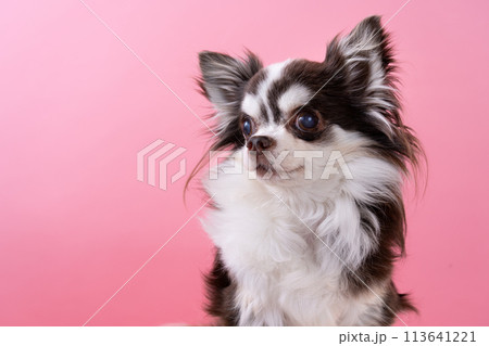 チワワ 113641221