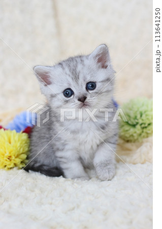 生後1ヶ月のミヌエットの子猫 113641250