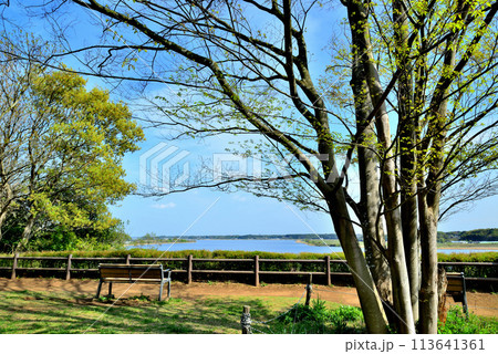 千葉県 高野山桃山公園展望台からの手賀沼の風景 千葉県 高野山桃山公園展望台からの手賀沼の風景 113641361