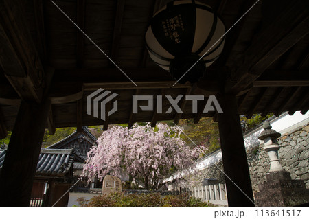 長谷寺(登廊・枝垂桜) 【奈良県桜井市初瀬】 長谷寺(登廊・枝垂桜) 【奈良県桜井市初瀬】 113641517