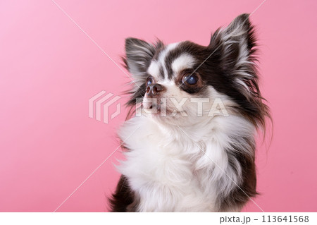 チワワ チワワ 113641568
