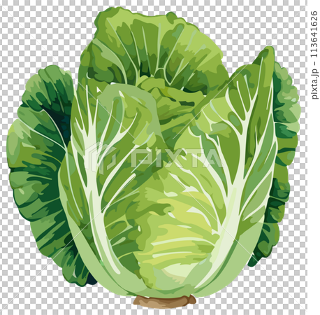 手繪大白菜插畫 113641626
