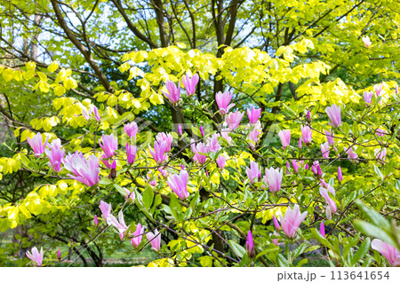 Early spring with magnolia blossoming in the garden. 113641654