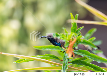 Bird (Olive-backed sunbird) on tree in nature wild Bird (Olive-backed sunbird) on tree in nature wild 113641681