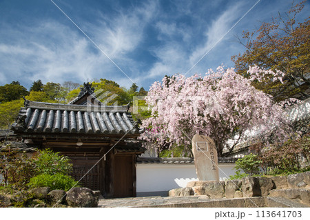 長谷寺(歓喜院・枝垂桜)　【奈良県桜井市初瀬】 113641703