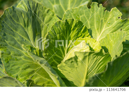 Greenery background of nature plant and leaf Greenery background of nature plant and leaf 113641706