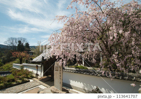 長谷寺(歓喜院・枝垂桜)　【奈良県桜井市初瀬】 113641707