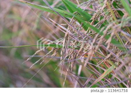 Nature of rice field on rice paddy 113641758
