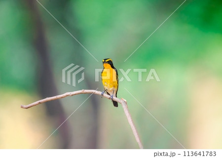 Bird (Narcissus Flycatcher) on tree in nature wild 113641783