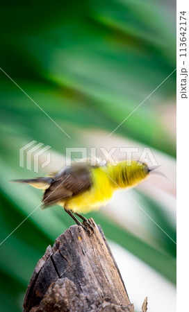 Bird (Olive-backed sunbird) on tree in nature wild 113642174