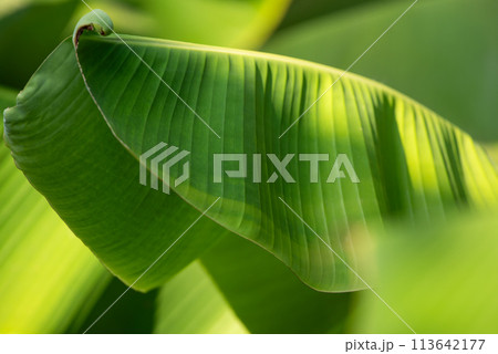 Greenery background nature plant and leaf (Banana) Greenery background nature plant and leaf (Banana) 113642177