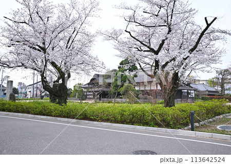 川越城　本丸御殿跡とサクラ　　　 113642524