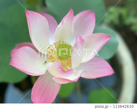 Lotus flower (Lotus or Nelumbo) Lotus flower (Lotus or Nelumbo) 113642610