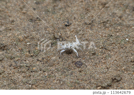 ウェービングをするオキナワハクセンシオマネキの雄 113642679