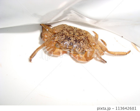黄褐色のカクベンケイガニ 113642681