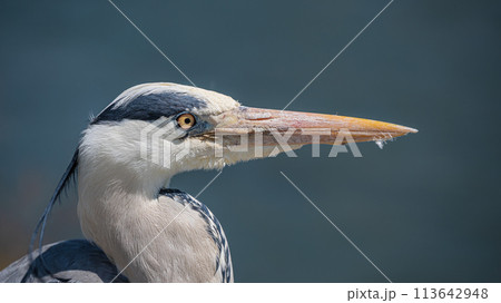 鴨川の水辺のアオサギ 鴨川の水辺のアオサギ 113642948