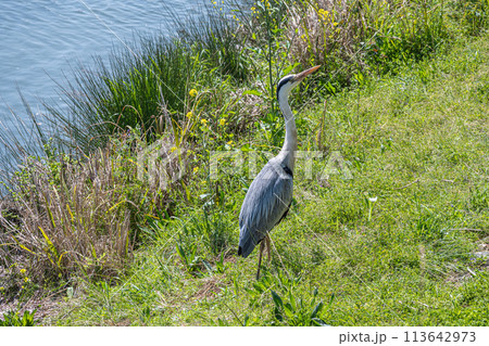鴨川のアオサギ 113642973
