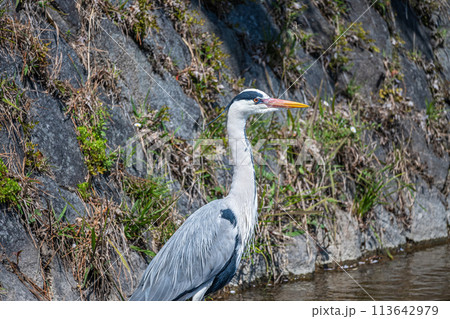 鴨川のアオサギ 鴨川のアオサギ 113642979
