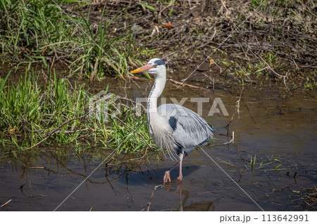 鴨川のアオサギ 113642991