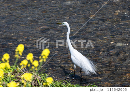 鴨川のシラサギ（ダイサギ） 113642996