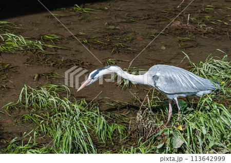 川の中でエサを探すアオサギ 113642999