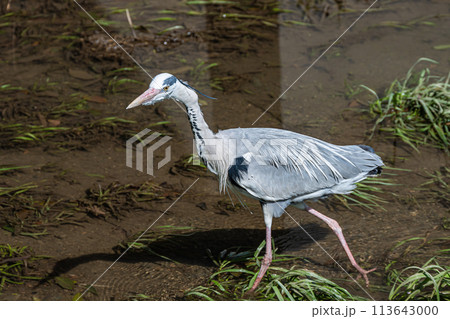 川の中でエサを探すアオサギ 川の中でエサを探すアオサギ 113643000
