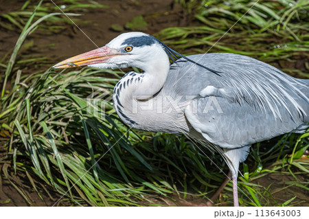 エサの小魚を捉えたアオサギ エサの小魚を捉えたアオサギ 113643003