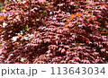 新緑のもみじ 113643034
