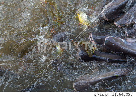 Crowd of freshwater fish scramble food in river 113643056