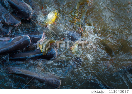 Crowd of freshwater fish scramble food in river 113643057