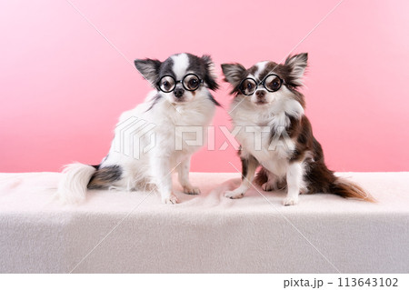 メガネをかけてお座りした2匹のチワワ 113643102