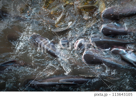 Crowd of freshwater fish scramble food in river 113643105